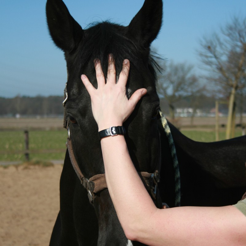 Osteopathie voor paarden