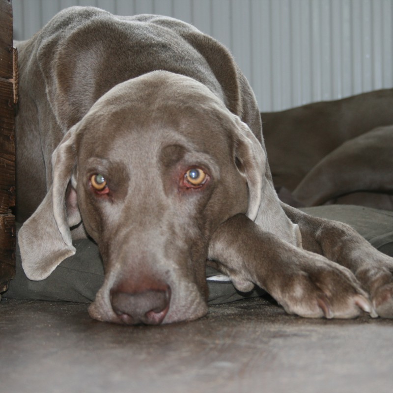 Osteopathie voor honden